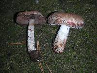 Agaricus arorae image