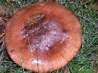 Tricholoma fracticum image