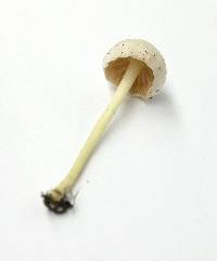 Entoloma sericellum image