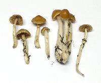 Cortinarius vibratilis image