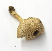 Lepiota magnispora image