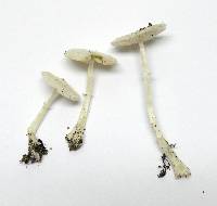 Lepiota sequoiarum image