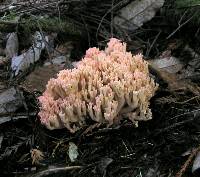 Ramaria botrytoides image