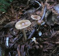 Rhodocollybia butyracea image