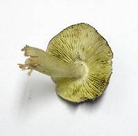 Tricholoma sejunctum image