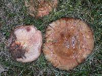 Paxillus involutus image