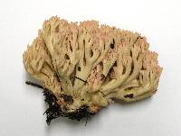 Ramaria botrytoides image