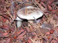 Agaricus californicus image