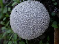 Lycoperdon curtisii image