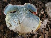 Rubroboletus eastwoodiae image