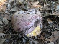 Rubroboletus eastwoodiae image