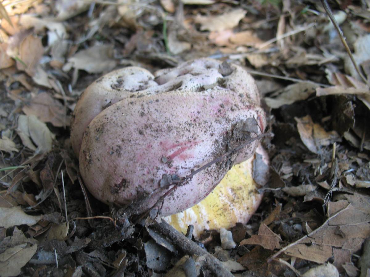 Rubroboletus eastwoodiae image