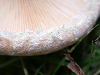 Lactarius pubescens var. betulae image