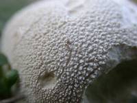 Lycoperdon pratense image