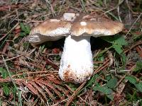 Russula amoenolens image