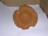 Polyporus radicatus image