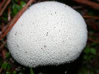 Lycoperdon pratense image