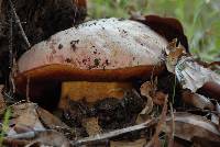 Boletus eastwoodiae image