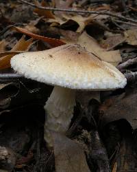 Lepiota spheniscispora image