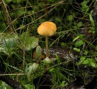 Galerina clavata image