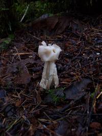 Helvella crispa image