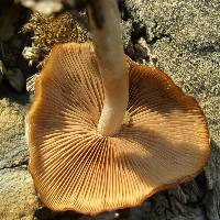 Psathyrella piluliformis image