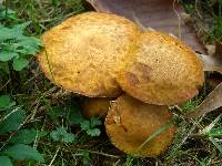 Phaeolepiota aurea image