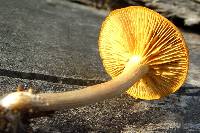 Gymnopilus penetrans image