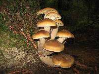 Armillaria solidipes image