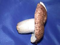 Russula cyanoxantha image