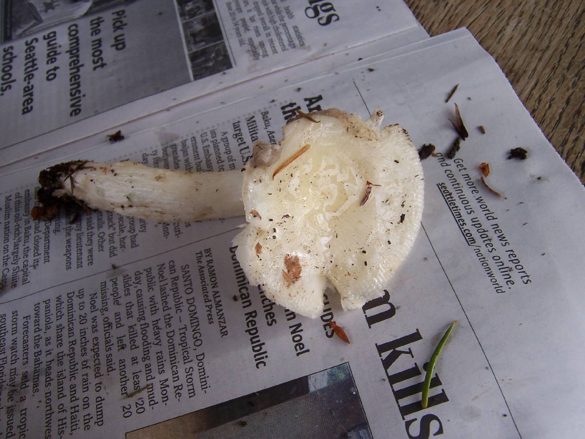 Russula crenulata image