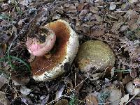 Boletus eastwoodiae image