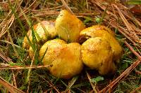 Suillus americanus image