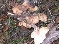 Armillaria solidipes image