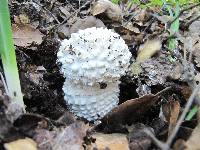 Amanita magniverrucata image