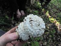 Amanita magniverrucata image