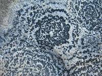 Rhizocarpon concentricum image