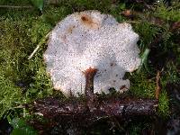 Royoporus badius image