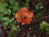 Royoporus badius image