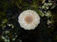 Lichenomphalia umbellifera image