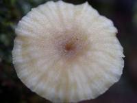 Lichenomphalia umbellifera image