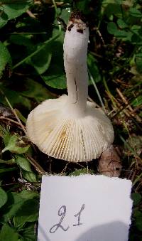 Russula laricina image