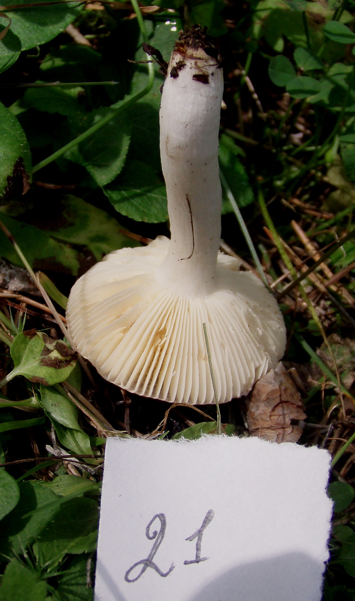 Russula laricina image