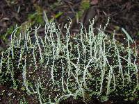 Cladonia squamosa var. subsquamosa image