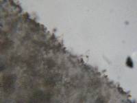Psathyrella pennata image