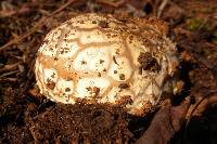 Amanita ameripanthera image