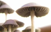 Panaeolus cambodginiensis image