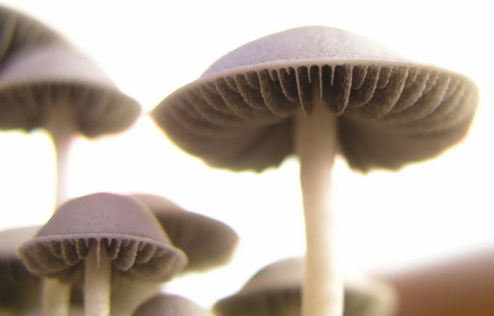 Panaeolus cambodginiensis image
