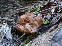 Gyromitra brunnea image