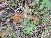 Gyromitra brunnea image